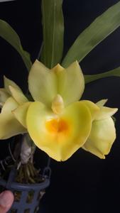 Catasetum pileatum