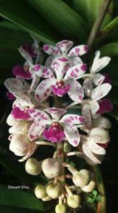 Rhynchostylis gigantea