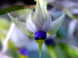 Dendrobium cyanocentrum