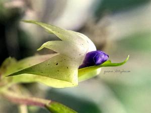 Dendrobium cyanocentrum