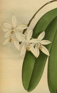 Brachypeza unguiculata