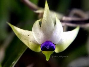 Dendrobium cyanocentrum