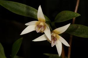Dendrobium finniganense