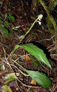 Calanthe triplicata