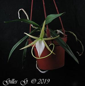 Angraecum elephantinum