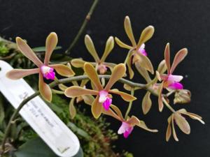 Phalaenopsis taenialis