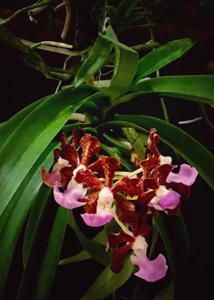 Vanda insignis