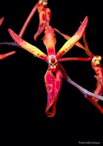 Renanthera matutina