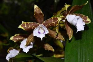 Miltonia candida