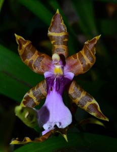 Miltonia clowesii