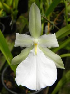 Miltonia moreliana