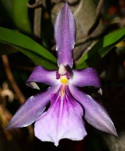 Miltonia moreliana