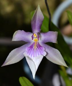 Miltonia moreliana