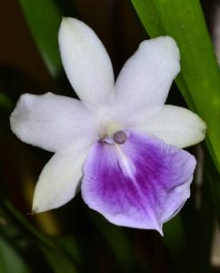 Miltonia regnellii