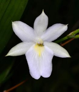 Miltonia regnellii