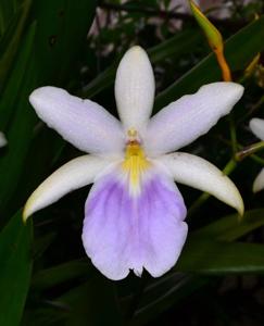 Miltonia regnellii