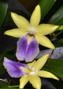 Miltonia regnellii