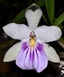 Miltonia spectabilis