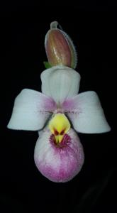 Phragmipedium schlimii