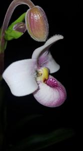 Phragmipedium schlimii