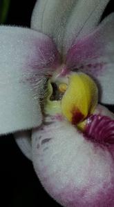 Phragmipedium schlimii