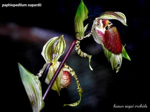 Paphiopedilum supardii