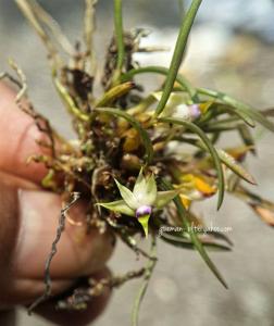 Dendrobium cyanocentrum