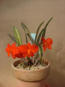 Cattleya coccinea