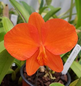 Cattleya coccinea