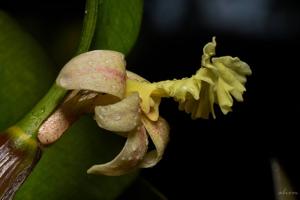 Dendrobium plicatile