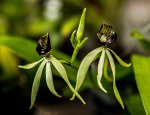 Prosthechea cochleata