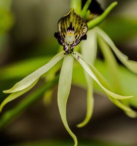 Prosthechea cochleata