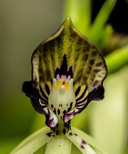 Prosthechea cochleata