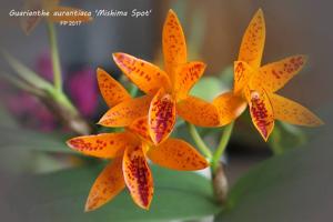 Guarianthe aurantiaca