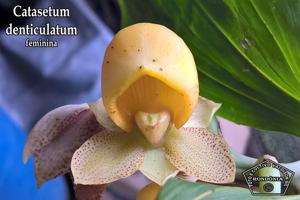 Catasetum denticulatum