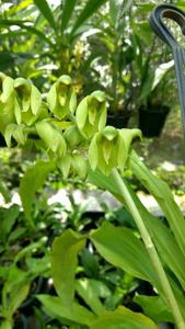 Catasetum purum