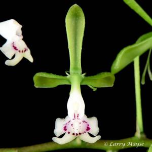 Epidendrum paniculatum