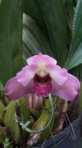 Bifrenaria harrisoniae