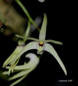 Dendrobium aemulum