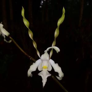 Dendrobium strepsiceros