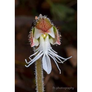 Anoectochilus setaceus