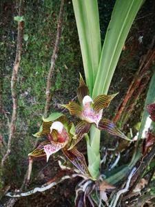 Galeottia grandiflora