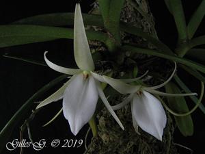 Angraecum elephantinum