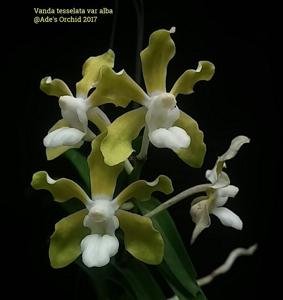 Vanda tessellata