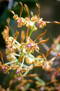 Dendrobium tangerinum