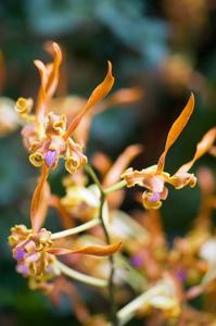 Dendrobium tangerinum