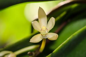 Brachypeza unguiculata