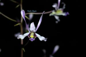 Dendrobium lineale