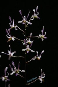 Dendrobium lineale