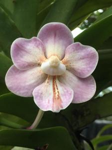 Vanda foetida